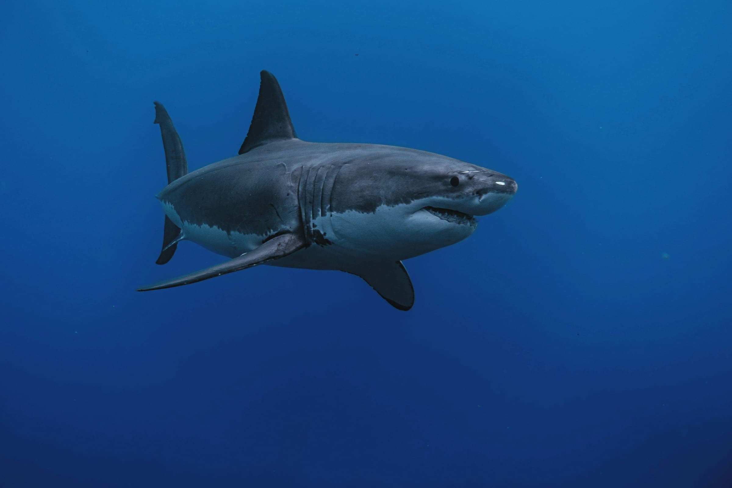 Sharks in Mallorca: The Facts Behind the Headlines