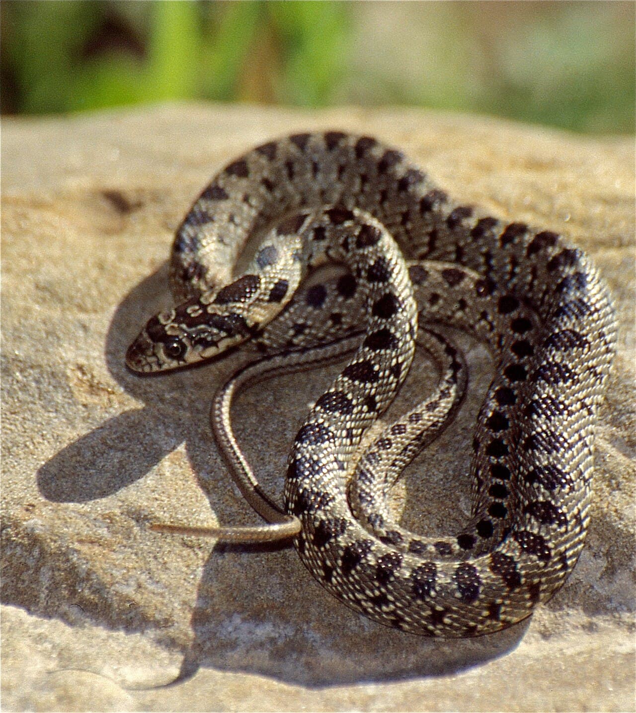 Snakes in Ibiza: What's Happening Right Now and Why It Matters