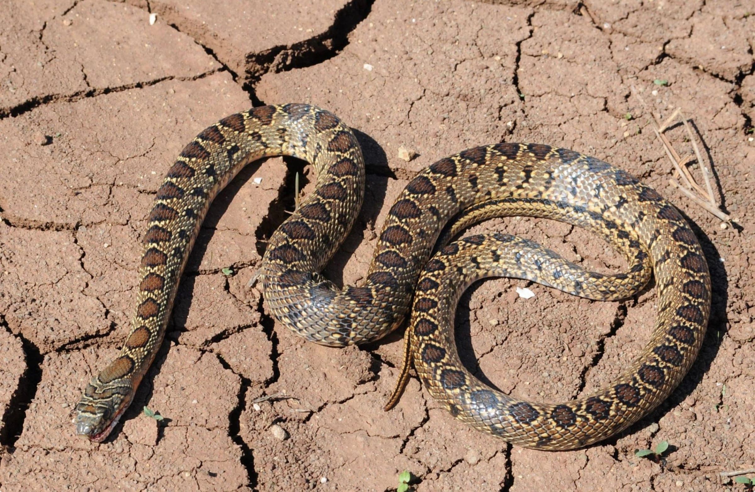 Snakes in Mallorca: The Facts Behind the Headlines