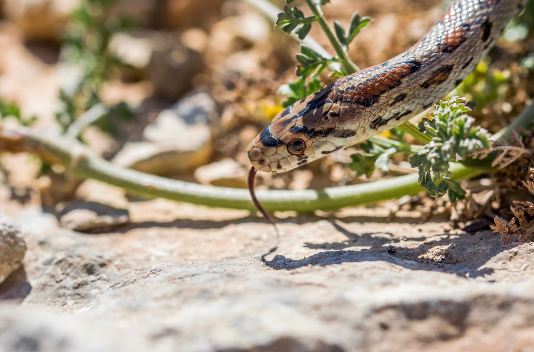 Snakes in Mallorca: The Facts Behind the Headlines